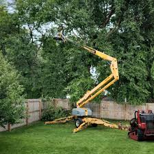 Best Palm Tree Trimming  in Somerville, MA